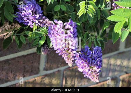 Wisteria frutescens 'Longwood Purple'. Les têtes de fleurs denses courtes de wisteria violette fleurissent au soleil du soir. Banque D'Images