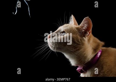 Profil de chat tabby orange gros plan avec col de puce rose regardant latéralement sur fond noir, prise de vue studio Banque D'Images