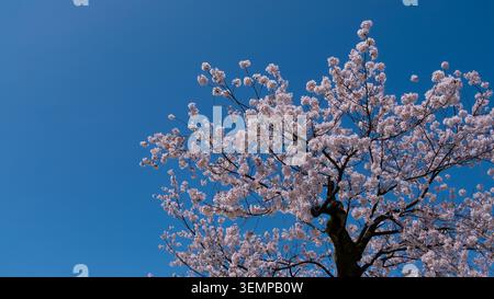 Couronne d'arbre en fleurs de cerisier en pleine floraison contre un ciel bleu profond de printemps avec un espace de copie expansif, Kanazawa, Ishikawa, Japon Banque D'Images