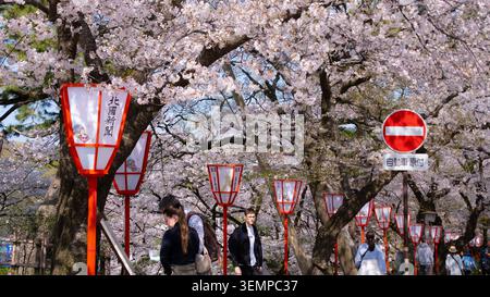 Les visiteurs se promènent sous les cerisiers en fleurs et les lanternes de papier rouge le long d'une avenue de sakura, Kanazawa, Ishikawa, Japon - 12 avril 2025 Banque D'Images