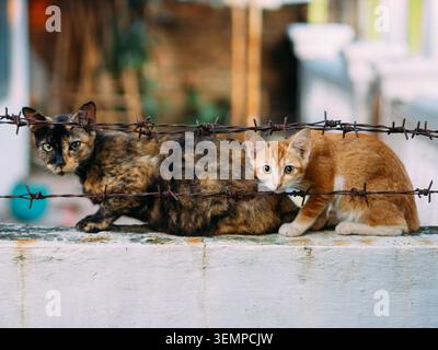 Deux chats sont assis sur une surface de béton derrière un fil barbelé rouillé. Le chat adulte sur la gauche a un manteau en écaille de tortue avec un mélange de noir, brun, Banque D'Images