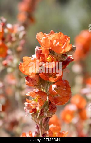 Fleurs sauvages oranges brillantes au soleil Banque D'Images