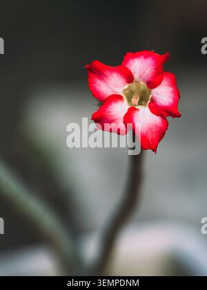 Une fleur rouge et blanche éclatante, identifiée comme la Rose du désert (Adenium obesum), se distingue sur un fond flou Banque D'Images