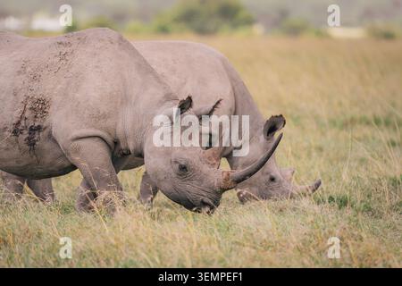 Mère de rhinocéros blanc et veau pâturant dans la savane africaine Banque D'Images