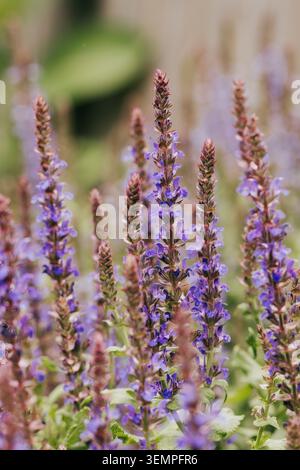 Fleurs violettes de salvia fleurissant dans un jardin Banque D'Images