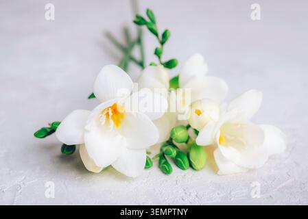 Freesia blanc avec fleurs ouvertes, centres jaunes et bourgeons verts, couché sur une surface texturée claire. Gros plan. Banque D'Images