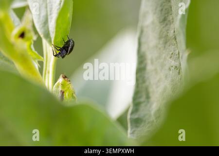 Petite araignée sauteuse noire accrochée au bord d'une feuille verte vibrante dans son environnement extérieur naturel Banque D'Images