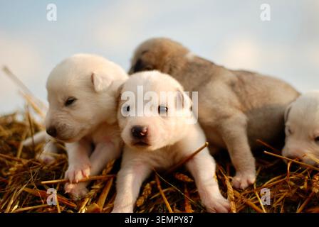 Adorables chiots de 10 jours, dont les yeux viennent de s'ouvrir, regardez le nouveau monde depuis une pile de paille un soir d'été. Vue de face en gros plan. Banque D'Images