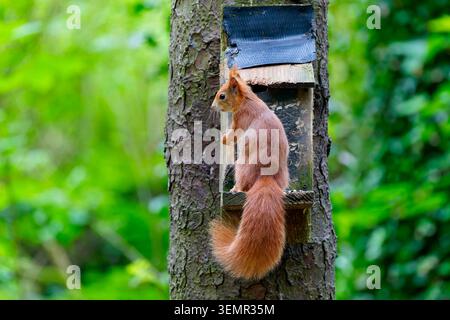 Un écureuil rouge alerte debout sur une table d'alimentation dans Penrhos Coastal Park, Anglesey, pays de Galles. Banque D'Images