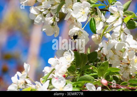 Une petite Heath Bumblebee ( Bombus jonellus ) recueille le pollen d'un pommier de crabe au milieu de sa floraison printanière dans le Bedfordshire, Angleterre - photo : Geopix/Bill Mitchell Banque D'Images