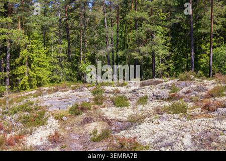 Lichens et mousses dans une clairière dans une forêt de conifères une journée d'été ensoleillée Banque D'Images