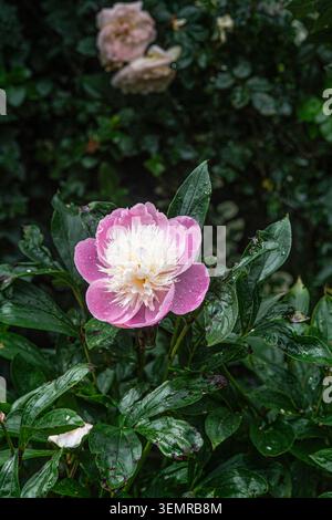 Fleur de pivoine avec une rose en arrière-plan Banque D'Images