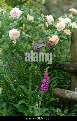 Arbuste rose David Austin couleur pêche avec gant de foxglove et fougère dans un jardin de chalet Banque D'Images