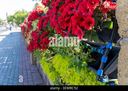 Gros plan d'une tour de jardin verticale avec des fleurs de géranium rose vif et un système d'irrigation goutte à goutte, fleurissant à l'extérieur dans un paysage urbain ensoleillé. Banque D'Images