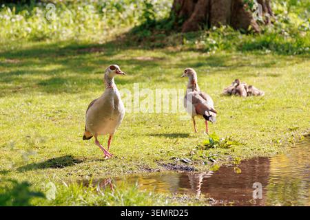 Deux oies égyptiennes, Alopochen aegyptiaca, marchant sur l'herbe verte au bord d'un étang dans un cadre de parc ensoleillé Banque D'Images