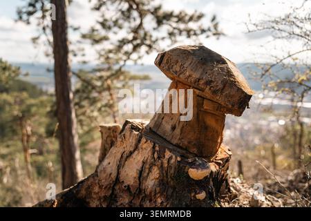 Gros plan détaillé d'une souche de bois altérée avec une texture d'écorce rugueuse, une lumière latérale chaude et un fond de vallée de forêt floue doux. Banque D'Images