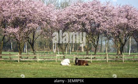 Deux chevaux reposent sur un sol herbeux sous une rangée de cerisiers en fleurs (Prunus spp). Les arbres créent une canopée de fleurs roses au-dessus du hor Banque D'Images