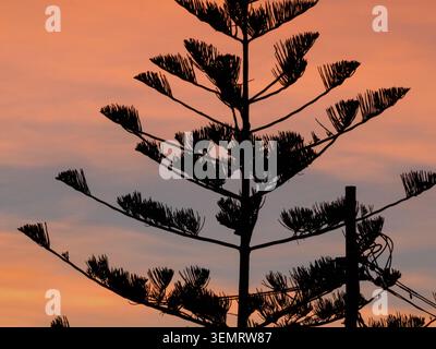 Un arbre se dresse haut contre un ciel coloré à Sliema, Malte pendant le coucher du soleil, mettant en valeur sa forme et ses détails dans les ombres. Banque D'Images