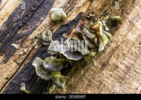 Gros plan de champignons vibrants et texturés poussant sur une bûche altérée. Les champignons affichent une structure en couches unique avec des nuances de vert et de gris, contr Banque D'Images