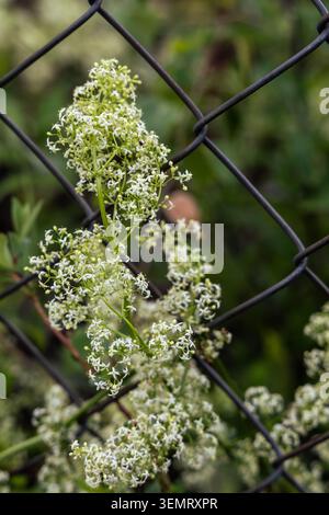 Gros plan de délicates fleurs sauvages blanches fleurissant le long d'une clôture en métal foncé. Les fleurs sont groupées étroitement, créant un contraste texturé et naturel Banque D'Images