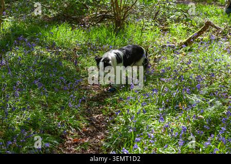 Un vieux chien Border Collie marchant à travers une belle parcelle de Bluebells dans la forêt de Bere, Hampshire, Royaume-Uni Banque D'Images