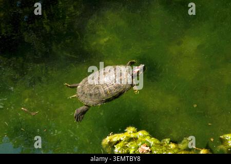 Curseur à oreilles rouges, tortue semi-aquatique, Trachemys scripta elegans Banque D'Images