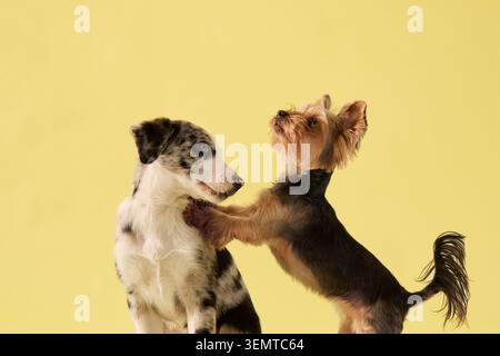 Chiot et chien Yorkshire Terrier se tiennent ensemble dans un portrait de studio. Fond jaune et posture ludique créent une atmosphère joyeuse de photographie d'animaux de compagnie. Banque D'Images