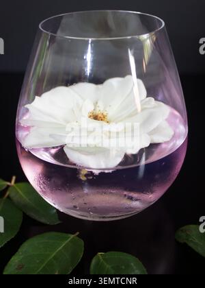 Une seule grande rose iceberg, flottant dans un verre de gin rose et tonique. Banque D'Images