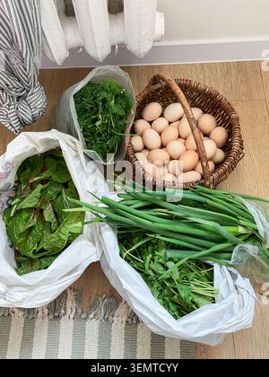 Les produits frais du jardin comprennent divers types d'oignons verts, de roquette et de feuilles de laitue, d'aneth et de persil et des œufs de poule frais élevés à la maison Banque D'Images