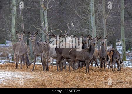 Alimentation hivernale complémentaire du cerf roux (Cervus elaphus) avec harem de haies par la pose de foin dans une forêt enneigée Banque D'Images
