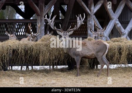 Alimentation hivernale complémentaire du troupeau mixte de cerfs rouges (Cervus elaphus) et de cages à foin/mangeoire dans la forêt enneigée Banque D'Images