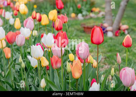 Tulipes vibrantes de différentes couleurs poussant dans un jardin extérieur luxuriant, symbolisant la croissance saisonnière et la beauté naturelle Banque D'Images