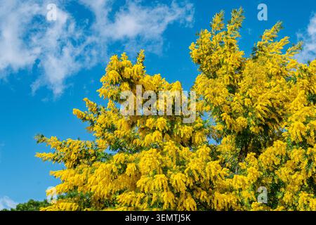 Un magnifique arbre Acacia dealbata mimosa éclate de fleurs jaunes vives sur un ciel bleu vif avec des nuages blancs éparpillés à Bosco di Santo Pi Banque D'Images