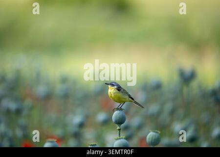 Petite queue jaune reposant sur une gousse de pavot dans un champ de campagne, entourée de bokeh naturel doux. Banque D'Images