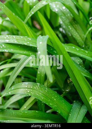 gouttes de pluie sur les feuilles vertes de l'herbe gros plan dans le jardin après la pluie de printemps Banque D'Images