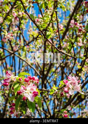 fleurs roses gros plan de vieux pommiers dans le jardin de campagne le jour ensoleillé du printemps Banque D'Images