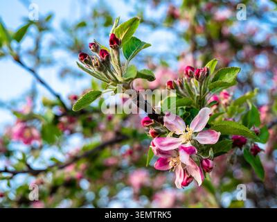 gros plan de fleurs roses d'une branche de pommier au crépuscule du printemps soir Banque D'Images