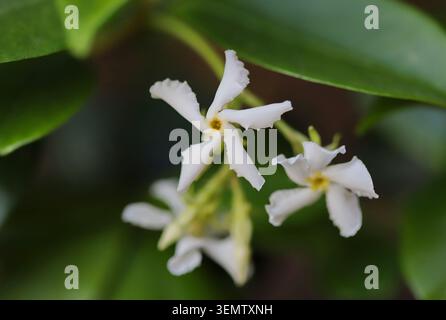 Plante de jasmin étoilé (Trachelospermum jasminoides) Banque D'Images