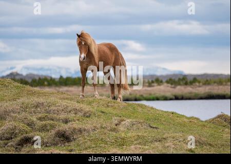 Cheval islandais châtaignier debout sur des terres herbeuses à côté de l'eau dans l'Islande rurale, avec des montagnes et un ciel nuageux en arrière-plan. Banque D'Images