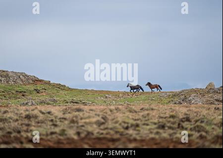 Cheval islandais châtaignier debout sur des terres herbeuses à côté de l'eau dans l'Islande rurale, avec des montagnes et un ciel nuageux en arrière-plan. Banque D'Images