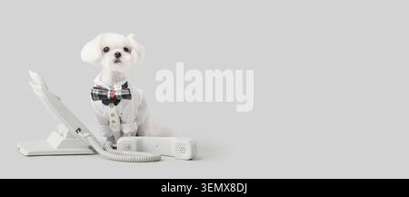 Chien maltais en chemise blanche et noeud papillon à carreaux à côté du téléphone fixe, du service à la clientèle et de la communication d'affaires Banque D'Images