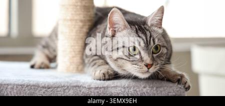 Chat tabby gris curieux avec les yeux verts accroupis sur un poteau à gratter, temps de jeu pour animaux domestiques et comportement animal Banque D'Images