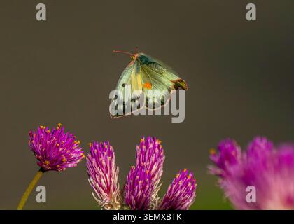 Un joli papillon de soufre volant au-dessus des fleurs de Globe Amaranth avec de belles ailes. Vue rapprochée. Banque D'Images