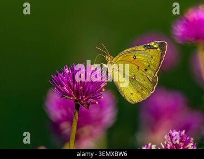 Gros plan d'un papillon de soufre dans le jardin pollinisant une fleur colorée de Gomphrena globosa communément appelée Globe amarante. Banque D'Images