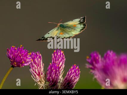 Un beau papillon de soufre avec de grandes ailes ouvertes volant au-dessus d'un jardin de fleurs Globe Amaranth. Vue rapprochée. Banque D'Images