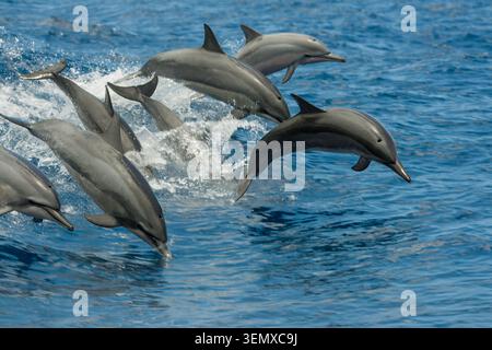 Une nacelle de sept dauphins hawaïens, Stenella longirostris, éclate de la surface de l'océan Pacifique au large d'Hawaï dans un affichage synchronisé Banque D'Images