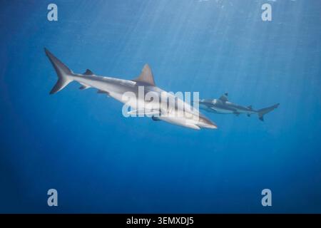Une femelle de requin gris de récif, Carcharhinus amblyrhynchos, au premier plan avec une femelle de requin à pointe noire, Carcharhinus melanopterus, nageant derrière Banque D'Images