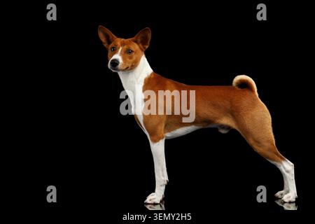 Blanc avec chien Basenji rouge debout avec queue bouclée, sur fond noir isolé avec réflexion Banque D'Images