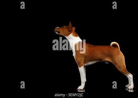 Blanc avec chien Basenji rouge debout avec queue bouclée et langue tendue, sur fond noir isolé avec réflexion Banque D'Images