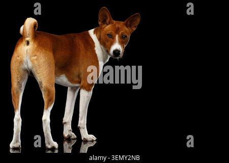 Blanc avec chien Basenji rouge debout avec queue de boucle, regarder en arrière sur fond noir isolé avec réflexion Banque D'Images